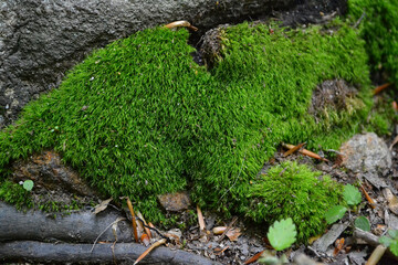 Moss in a forest