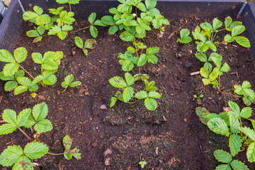 Close up view of young strawberry plants on dark soil background. 
