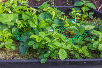 Close up view of blooming strawberry bushes. Gardening concept. 