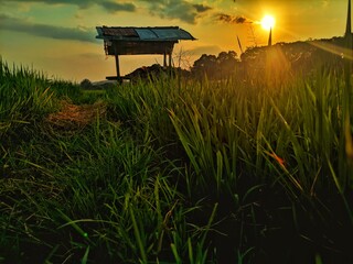 sunset panorama of agrarian rice fields landscape in the village of semarang, Central Java, like a terraced rice fields ubud Bali Indonesia
