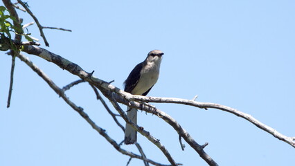 Northern mockingbird (Mimus polyglottos) perched in a tree in a backyard in Panama City, Florida, USA