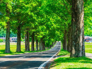 メタセコイア並木　新緑のマキノ高原