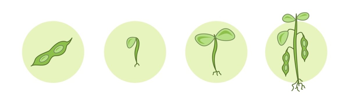 Soy bean plant icon set, cyclus of agriculture concept, soy beans vector icons, green circular emblems, symbols isolated on white background