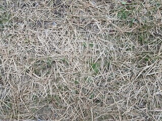 dry hay or grass on ground with landscaping fabric