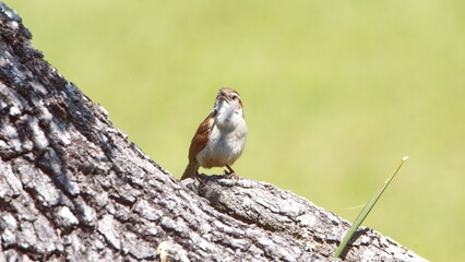 Carolina wren (Thryothorus ludovicianus) on an oak tree in a backyard in Panama City, Florida, USA