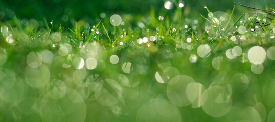 Fototapeta na wymiar Tropical Grass and Dew with Bokeh Effect