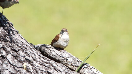 Carolina wren (Thryothorus ludovicianus) on an oak tree in a backyard in Panama City, Florida, USA