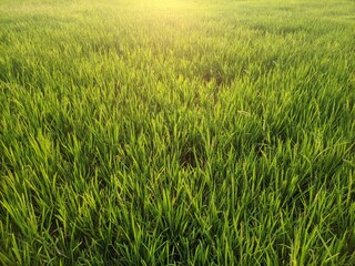 sunset panorama of agrarian rice fields landscape in the village of semarang, Central Java, like a terraced rice fields ubud Bali Indonesia