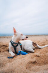 Dog playing at beach