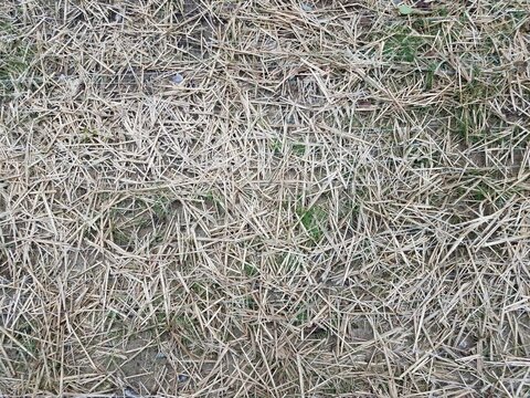 Dry Hay Or Grass On Ground With Landscaping Fabric