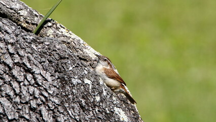 Carolina wren (Thryothorus ludovicianus) on an oak tree in a backyard in Panama City, Florida, USA