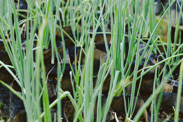 Spring Onion or scallion