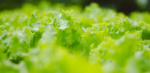 Fototapeta na wymiar Green Lettuce or Lactuca sativa with Bokeh Effect