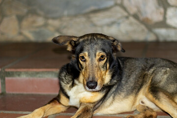 portrait of a dog