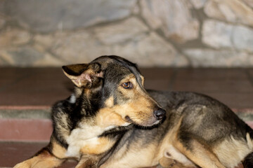 portrait of a dog