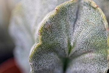 Evergreen room cactus with white dots macro photography