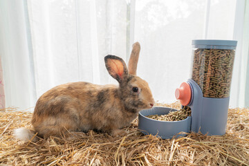Healthy young rabbit furry bunny eating pellet food in automatic feeder on dry straw over white...