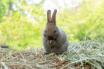 Little baby rabbit bunny standing on dry straw over bokeh spring green background. Healthy cuddle...