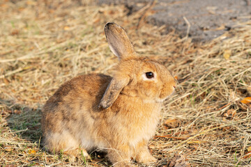 Fototapeta premium Fluffy brown bunny rabbit sitting on the dry grass over environment natural light background. Furry cute rabbit hare bunny tail wild-animal sitting single at outdoor. Easter animal pet concept.