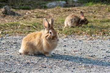 Fluffy brown bunny rabbit sitting on the dry grass over environment natural light background. Furry rabbit cute bunny wild-animal playful relax summer at outdoor. Easter animal pet concept.