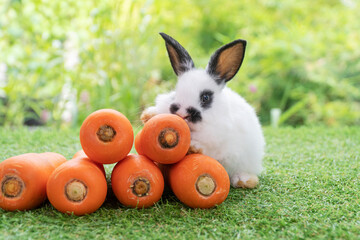 Adorable rabbit bunny with orange carrots sitting on green grass over bokeh nature background....