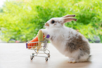 Adorable baby rabbit bunny white, brown pushing shopping basket cart have fresh carrot, baby corn...