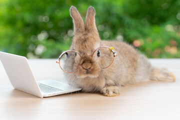 Baby rabbit bunny wearing eye glasses laptop sitting on wood green spring bokeh. Lovely baby rabbit brown bunny looking camera notebook bokeh nature background.Easter animal pet, technology e-learning