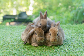 Cuddly furry rabbit bunny brown with family sitting and playful together on green grass over natural background. Group of family baby bunny spring time on lawn. Easter newborn bunny family pet concept