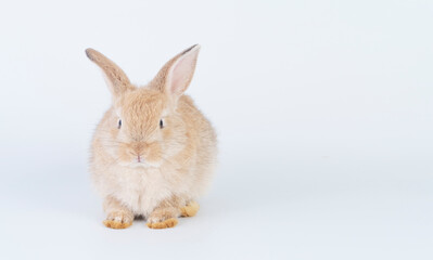 Adorable newborn baby rabbit bunnies looking at something sitting over isolated white background. Active little rabbit furry brown bunny playful on white background. Easter bunny animal pet concept.