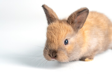 Obraz premium Adorable newborn baby rabbit bunnies looking at something sitting over isolated white background. Active little rabbit furry brown bunny playful on white background. Easter bunny animal concept..