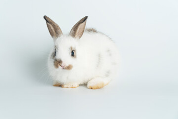 Adorable baby rabbit bunnies looking at camera sitting over isolated white background. Cuddly healthy little rabbit white brown bunny playful sitting on white with copy space. Easter bunny animal pet.