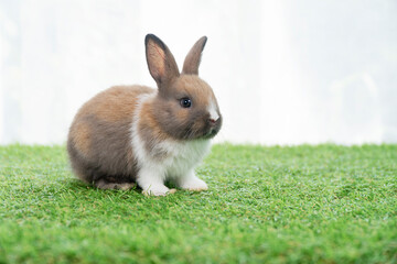 Fluffy rabbit bunny sitting green grass in spring summer background. Infant dwarf bunny brown white rabbit playful on lawn with white background. Cute animal furry pet concept.