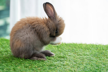 Fluffy little rabbit bunny standing on own leg green grass in spring summer background. Infant...