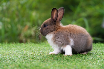 Lovely furry baby rabbit white and brown bunny looking at something while sitting on green grass over bokeh nature background. Easter animal new born bunny concept.