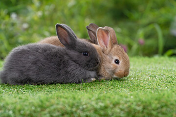 Group of cuddly furry rabbit bunny sitting and lying down together on green grass natural background. Baby fluffy rabbit black, brown bunny family sitting on field. Easter newborn bunny family concept