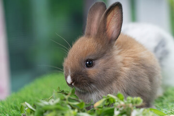 Adorable baby rabbit bunny brown eating fresh vegetable and timothy grass while sitting on green grass over bokeh nature background. Easter bunny animal concept.