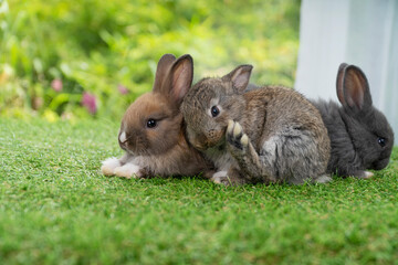 Cuddly furry rabbit bunny sitting and playful together on green grass over natural background. Lovely little bunny brown grey rabbit cleaning body with family on grass. Easter pet family