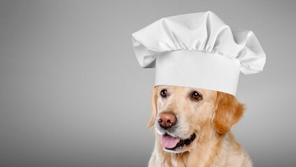 Funny puppy dog in chef cooking hat. Chef dog cooking dinner. Homemade food restaurant menu concept. Cooking process