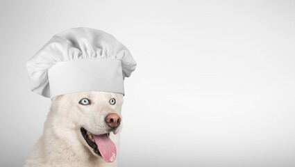 Funny puppy dog in chef cooking hat. Chef dog cooking dinner. Homemade food restaurant menu concept. Cooking process