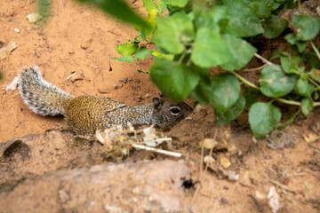 Camouflaged Squirrel hiding behind green leaves in Zion National Park