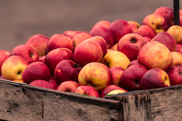 Red apples in basket