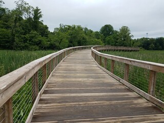 wooden boardwalk or path in wetland or swamp with plants
