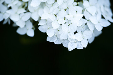 hydrangea for cards background white flowers small white flowers square