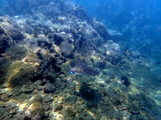Costa Rica Pacific sea life