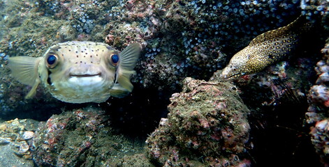 Costa Rica Pacific sea life