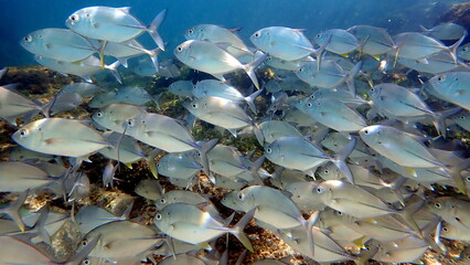 Costa Rica Pacific sea life
