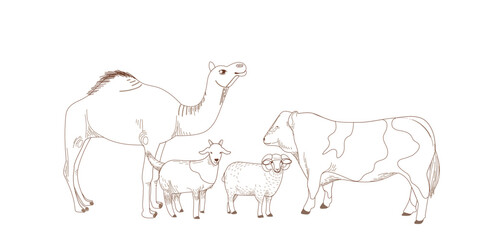 Minimalist realistic vector illustration of goat, sheep, cow and camel in line art style as farm animal elements