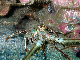 Costa Rica Pacific sea life