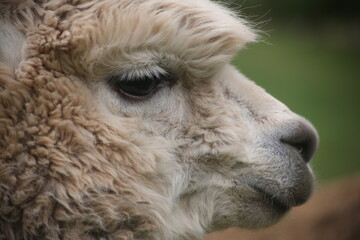 close up of a llama
