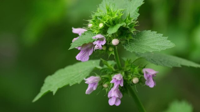 Field flowers. Black horehound or Ballota nigra wild flower growing on the field. Medicinal plant. Herb grows in nature in summer closeup slow motion. Nature